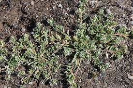 Image result for Corrigiola