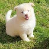 Join facebook to connect with sdfsdfsdfsdfsdf sdfsdfsdfsdf and others you may know. How To Identify A Genuine Pomsky Puppy Innfe Media Inc