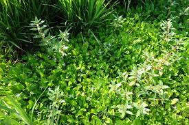 Image result for Bergia capensis