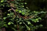 Image result for Phyllanthus ovalifolius