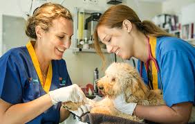 Our name starts with community because we are part of our local community and care about our clients. Best Bird Vet Near Me Avian Vet Clinics Dubai Pet Clinics Dubai