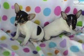 Rat Terrier Puppies Craigslist Cute Baby Animals Rat Terrier Puppies Terrier Puppies Rat Terriers