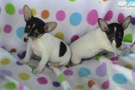 They all weigh under 5 pounds. Rat Terrier Puppies Craigslist Cute Baby Animals Terrier Puppies Rat Terrier Puppies Cute Baby Animals