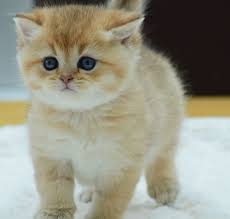 All our british shorthair kittens, spend time at the veterinary clinic getting use to multiple people and other pets and animals. British Shorthair Golden British Shorthair Golden Tabby