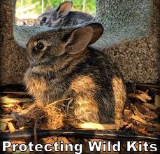 Mnet 2pm wild bunny (complete). Protection For A Wild Rabbit S Nest Baby Bunnies Texas Homesteader