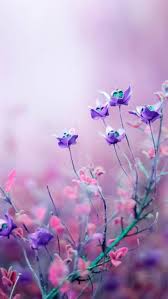 Linda S Favorite Purple Flowers Wallpaper Free Flower Wallpaper Flower Wallpaper