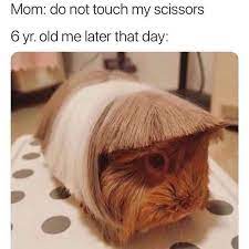 Top 45 Animal Memes That Will Make You Laugh Your Freaking Head Off Justviral Net Funny Animal Memes Cute Memes Animal Memes