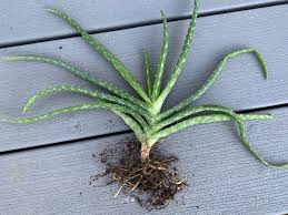 Image result for Aloe carnea