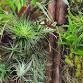 Epic Epiphytes event image
