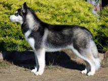 Image result for Huskies