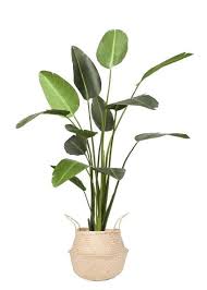 Dried & artificial flowers artificial fake flower bush bouquet home wedding decor white bt j8y4 #ebay #home & garden. 3 Prodigious Ideas Artificial Flowers Front Doors Artificial Plants Indoor Diy Artific Artificial Plants Artificial Plant Arrangements Small Artificial Plants