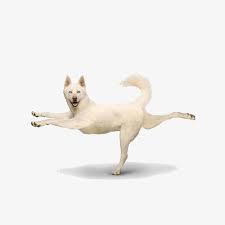 Dancing Dog Dogs Dance Dancing Clipart