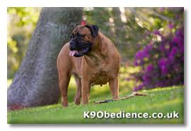 Bullmastiff Dog Breed Profile Size Weight Temperament