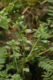 Image result for Euploca ovalifolia