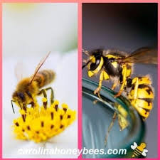 If bees and wasps incite fear in you, consider that these insects are beneficial and for the most part are not aggressive. Differences Between Bees And Wasps Carolina Honeybees