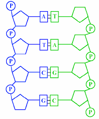 Instead, they make up the rungs of the double helical structure of dna, which are hydrogen bonded to the bases of the complementary antiparallel strand. The Ladder Structure Of Dna Consists Of A Sugar Phosphate Backbone Download Scientific Diagram