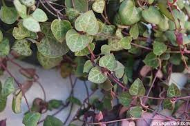 Allow the soil to dry out before watering again. How To Grow String Of Hearts A Sweet Succulent Like Trailing Houseplant