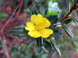 Image result for Hibbertia