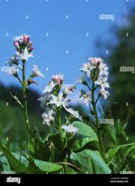 Image result for Menyanthaceae