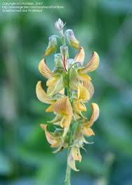 Image result for Crotalaria preladoi