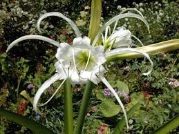 Image result for Ismene narcissiflora