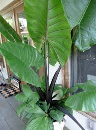 Alocasia Black Stem House Plant Care Plant Leaves Plants