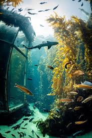 Watch The Live Kelp Forest Cam At The Monterey Bay Aquarium And Watch A Feeding Show Monterey Bay Aquarium Kelp Forest Aquarium
