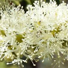 Image result for Melhania acuminata