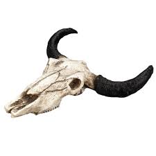 Federal or california state endangered species lists, any migratory birds, nor modern marine mammal species. Exquisite Cow Skull Head Wall Decor 3d Faux Cow Wall Art Rustic Home Decor Xmas Gifts For Bedroom Bathroom Office Buy Cow Skull Head Wall Decoration Decor 3d Faux Cow Wall Skull Sculpture Decoration Product