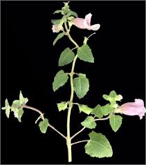 Image result for Ceratotheca sesamoides