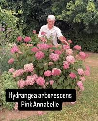 Image result for Hydrangea arborescens Pink Anabelle