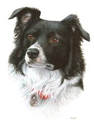 60 Border Collies & Other Dogs ideas