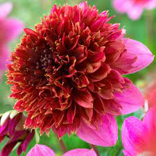 Pin Su Flowers Plants