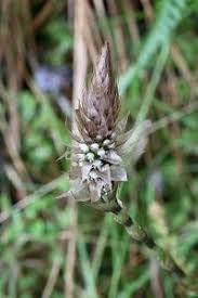 Image result for Brachycorythis velutina