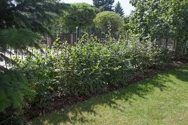 Image result for Živý plot z habru