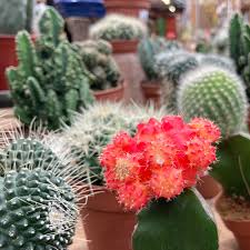 Has recently your chrome or internet explorer started displaying the search results in german? Baytree A World Of Gardening