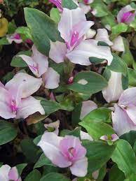 Use our water calculator to personalize watering recommendations to your. Tradescantia Blushing Bride Bluestone Perennials