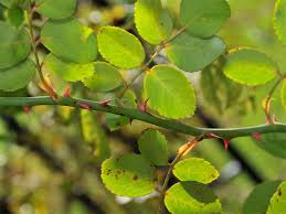 Support them, buy their albums, go to their concerts (i. Dornenstraucher Und Dornenbusche Dornenstrauch Und Dornenbusch Dornengebusch