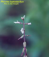 Image result for Fuirena leptostachya