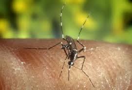 Serious medicine, fast comfort #1 itch medicine. Mosquito Bite Symptom Checker St Louis Childrens Hospital