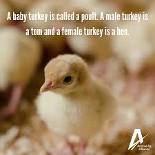 Maybe you would like to learn more about one of these? Animal Ag Alliance Pa Twitter Here S Your Turkey Terminology Lesson Baby Turkeys Aren T Called Chicks They Re Called Poults Male Turkeys Are Called Toms And Females Are Hens Wednesdaywisdom Turkeytruths Https T Co 8qmehsundx