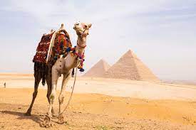 If you are not the person driving the car, you can use it as a ''by car''. Fun Facts About African Animals The Camel