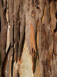 Many species continually shed the dead outermost layer of bark in flakes or ribbons. Eucalyptus Tree Bark Texture Stock Photo Picture And Royalty Free Image Image 76441659