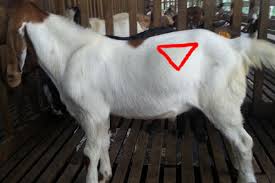 Memilih jenis kambing qurban yang tepat menjadi kesempurnaan dalam beribadah, berikut 10 jenis kambing di indonesia yang bisa digunakan untuk qurban! Cara Ternak Kambing Kampung Yang Menguntungkan