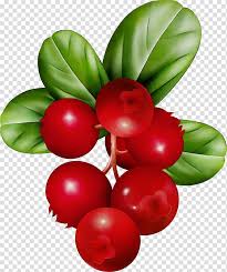 Family Tree Drawing Watercolor Paint Wet Ink Cranberry Lingonberry Cranberry Sauce Computer Icons Transparent Background Png Clipart Hiclipart Border png you can download 28 free border png images. family tree drawing watercolor paint