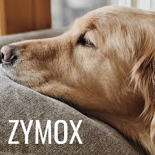 If you're concerned about your dog's wellbeing, your first step should always be to consult a veterinarian. How To Treat A Dog S Ear Infection When You Can T See A Vet Pethelpful