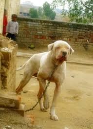 The bully kutta are also not recommended for apartment life since they need considerable. Bully Kutta Breed Information History Health Pictures And More