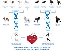 Perspicuous French Bulldog Dna Chart French Club Chart