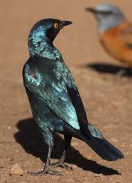 Garden Birds Of South Africa Cape Glossy Starling Lamprotornis Nitens At Walter Sisulu National Botanical Garden Gauteng South Africa Most Beautiful Birds Starling Pretty Birds