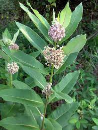 Asclepias Syriaca Wikipedia